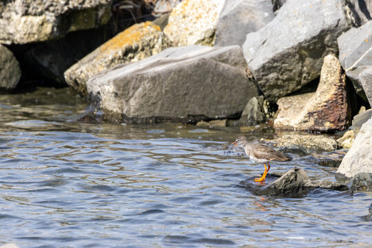 Common redshank among coastal boulders