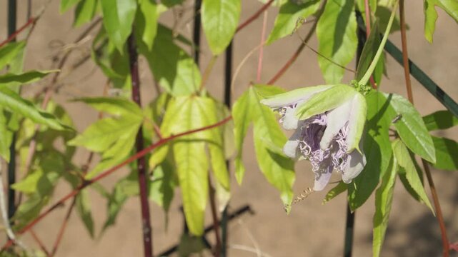 An exotic purple passionflower bloom hangs from a climbing vine with green three-lobed leaves in soft garden sunlight. Ideal for biology documentaries, botanical presentations, and plant catalogs.