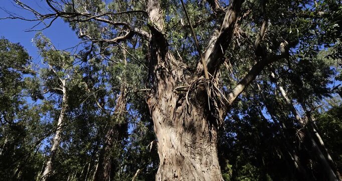 Eucalyptus trees in the forest of Chiavari, Corse du Sud department, Corsica, France.