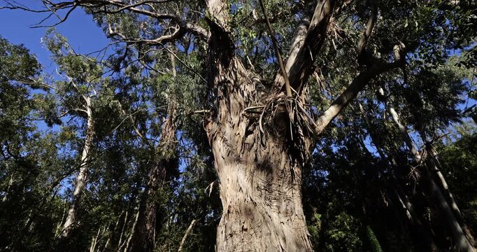 Eucalyptus trees in the forest of Chiavari, Corse du Sud department, Corsica, France.