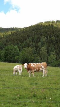 Simmental cows grazing in an alpine summer meadow below a pine forest