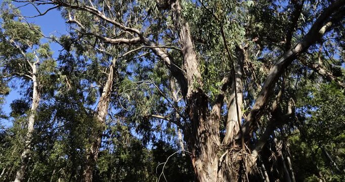 Eucalyptus trees in the forest of Chiavari, Corse du Sud department, Corsica, France.