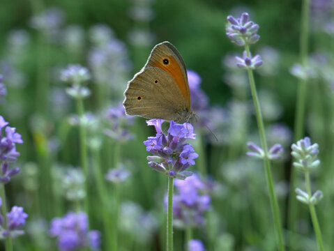 A brown butterfly with orange markings rests on a purple lavender flower. The butterfly is in focus, surrounded by a blurred field of lavender. (Maniola jurtina)