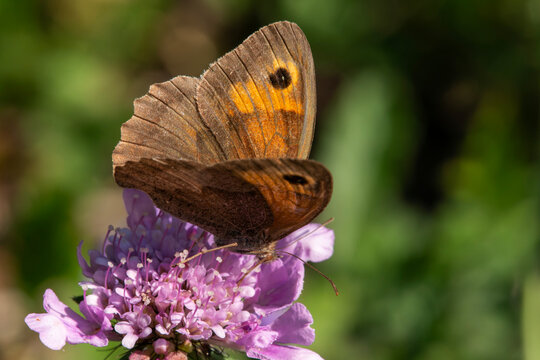 A meadow Brown butterfly (Maniola jurtina) wings open, feeding on wild marjoram flowers