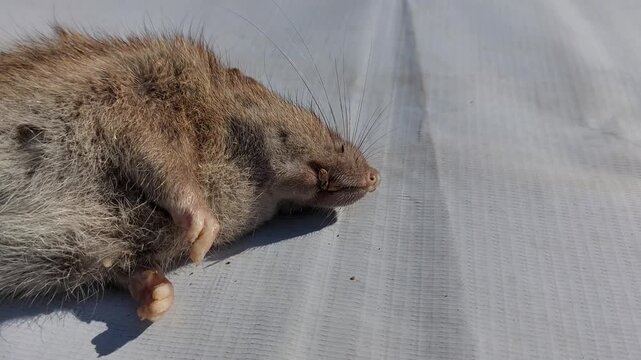 Close up view of a deceased brown rat lying on a textured white surface illustrating wildlife mortality and nature