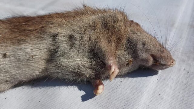 Dead wild rat lying on a white background, close-up shot of rodent carcass showing pest extermination concept