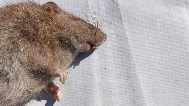 Close-up of a small brown rodent, possibly a rat, lying on a white surface, showcasing its fur and whiskers with detailed texture