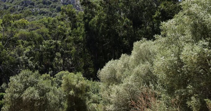 Eucalyptus trees in the forest of Chiavari, Corse du Sud department, Corsica, France.