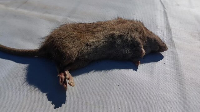 Dead brown rat or large rodent lying on a grey surface outdoors