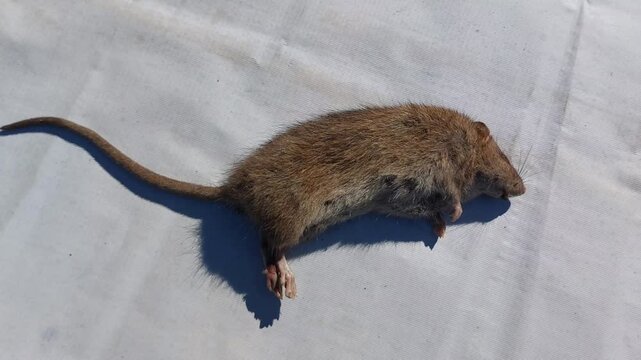 A dead brown rat lying on a light grey surface in bright outdoor daylight