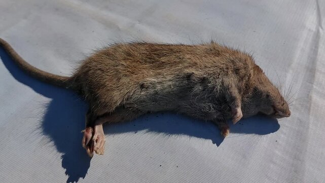 A dead rat lies on a white surface, its fur matted and its tail extended