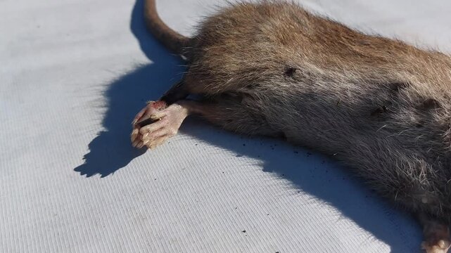 Close-up of a dead rat with focus on its hind leg and paw, isolated on a white surface