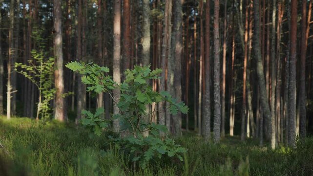 Sunlit pine forest landscape with young green oak saplings, serene woodland scenery in morning light, natural coniferous forest background