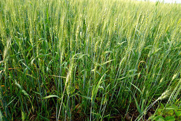 Obraz premium Green wheat field and sunny day