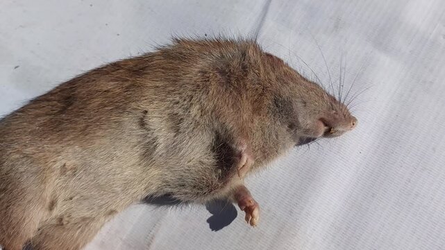 Close-up shot of a dead brown rat lying on white ground, pest control concept