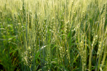 Obraz premium Green wheat field and sunny day