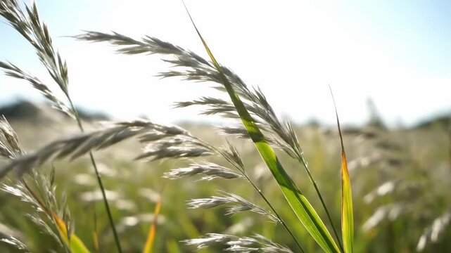 Pale feathery panicles cross the bright sky above a soft meadow, capturing plants in the grasslands with translucent seed heads, slender blades, airy movement, and a fresh sunlit field mood.