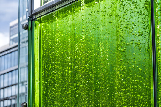 Close-up of an outdoor architectural glass panel flowing with living green micro-algae fluid.