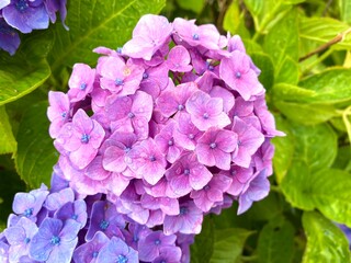 Obraz premium 雨に濡れたピンク色の紫陽花、クローズアップ