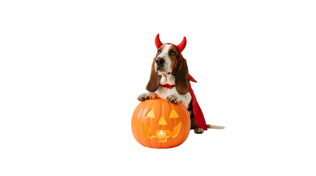 Halloween dog in devil costume with jack-o-lantern