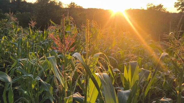 Golden sunlight shines through the leaves of a corn plant in a lush agricultural field. The warm rays create a beautiful lens flare during sunset. Perfect for farming and agriculture videos.