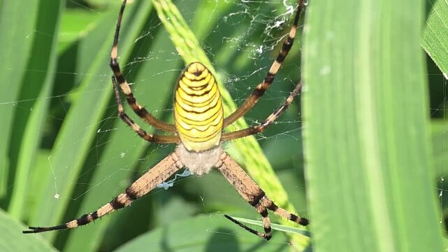 

Macro shot of a Wasp Spider (Argiope bruennichi) waiting on its web in the grass, 4K UHD#001
