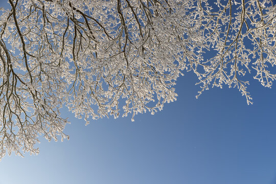 maple with thin branches completely covered with white snow and frost in sunny weather, frozen trees