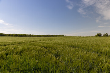 Obraz premium a wheat field with green plants, natural light