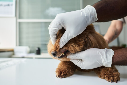 Close up of veterinarian hands examining small dog mouth during dental check at clinic, showing pet healthcare and preventive care. Useful for veterinary service, pet insurance marketing