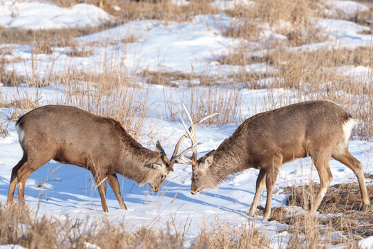 Male Ezo sika deer locking antlers on a snowy field in Notsuke Peninsula, Hokkaido, Japan