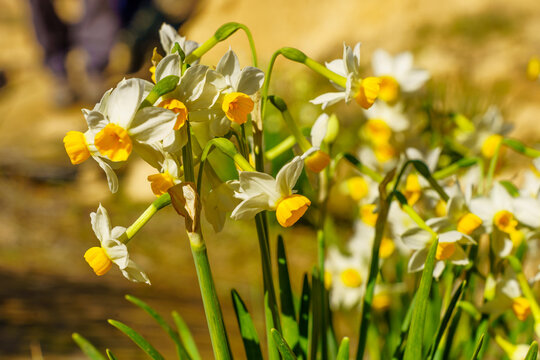 Daffodil wildflowers, in the Negev Desert