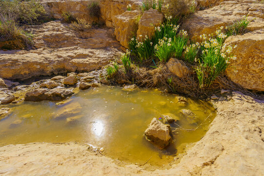 Daffodil wildflowers, in the Negev Desert