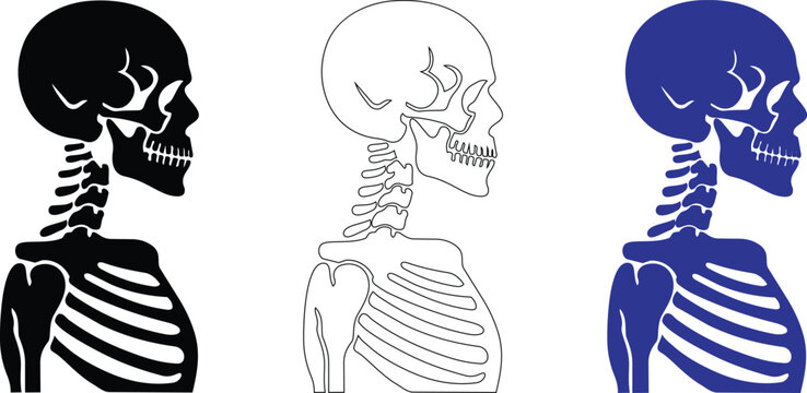 Human skeleton side profile vector illustration with black silhouette outline and blue torso design.