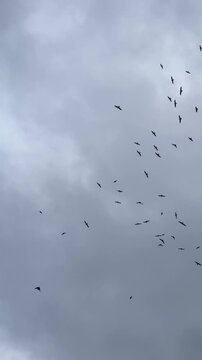 Flock of Birds Flying in Cloudy Stormy Sky Vertical Video