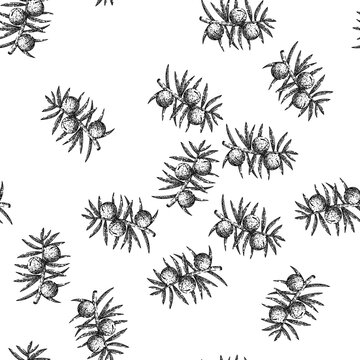 seamless pattern juniper berry branch hand drawn. gin illustration, vector botanical, plant tree, vintage drawing, leaf label juniper berry branch black sketch illustration