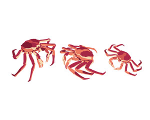 Three Red Crabs Sideways Walking Together.