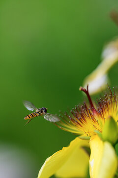 Close up of a hoverfly on a yellow flower 