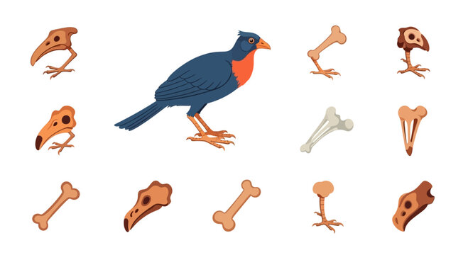 Bird Skeleton Parts and Full Bird Illustration