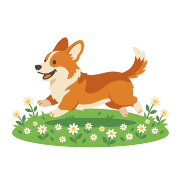 Corgi dog running in green field.