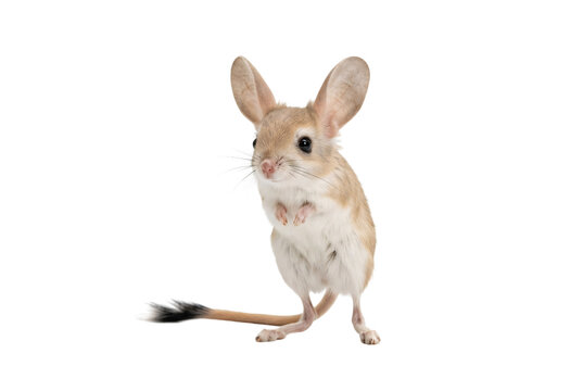 Small, adorable long-eared jerboa standing on its hind legs, showcasing its large eyes and long tail.