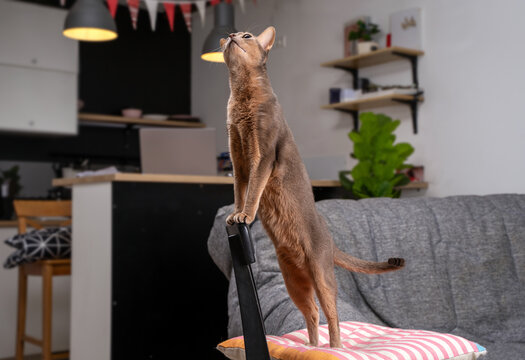 Abyssinian blue cat standing full-length upright on chair in modern home interior looking up. Concept of curious feline behavior, playful pet activity and elegant purebred domestic animal lifestyle