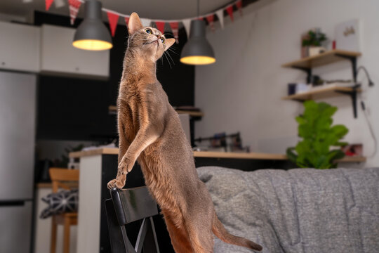 Elegant Abyssinian blue cat standing on chair and looking up in minimalistic modern home interior. Concept of graceful feline beauty, purebred aesthetics and stylish domestic pet lifestyle. Copy space