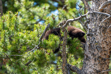 Black Bear Cub Sleeping in a Pine Tree in Yellowstone National Park © Niklas