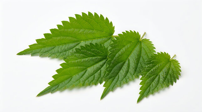 Fresh stinging nettle leaves arranged on white background. This medicinal herb is perfect for natural remedies, organic skincare, and healthy cooking.