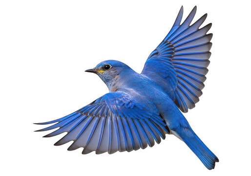 Beautiful bluebird in flight with wings spread wide showing vibrant blue feathers in motion