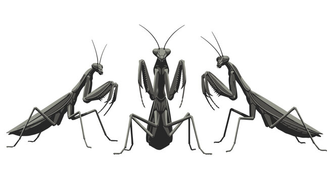 Set of Three Stylized Praying Mantis Illustrations