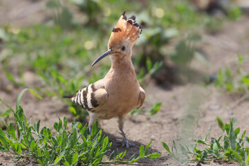 Eurasian Hoopoe [Upupa epops] standing on dry soil with a raised colorful feather crest. © VOLODYMYR KUCHERENKO