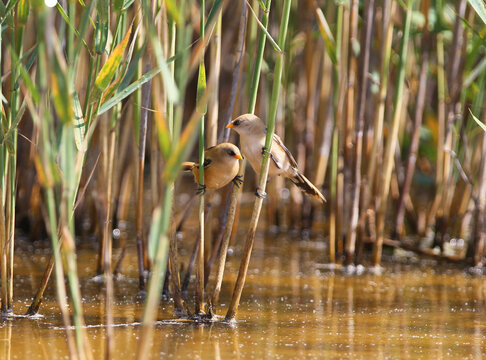 Two juvenile Bearded Reedlings [Panurus biarmicus] climbing on vertical dry and green reeds.