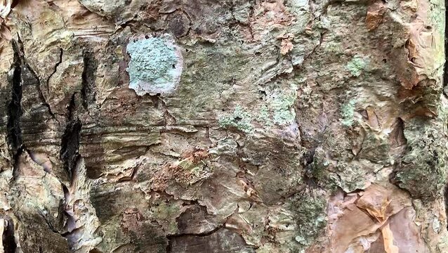 Close up of natural rough tree bark texture with lichen. structure material.