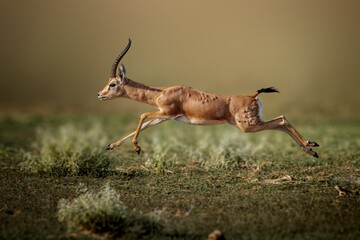 Obraz premium The chinkara, also known as the Indian gazelle, is a gazelle species native to India, Iran, Afghanistan.